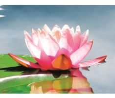 Lotosový kvet – energia čistoty